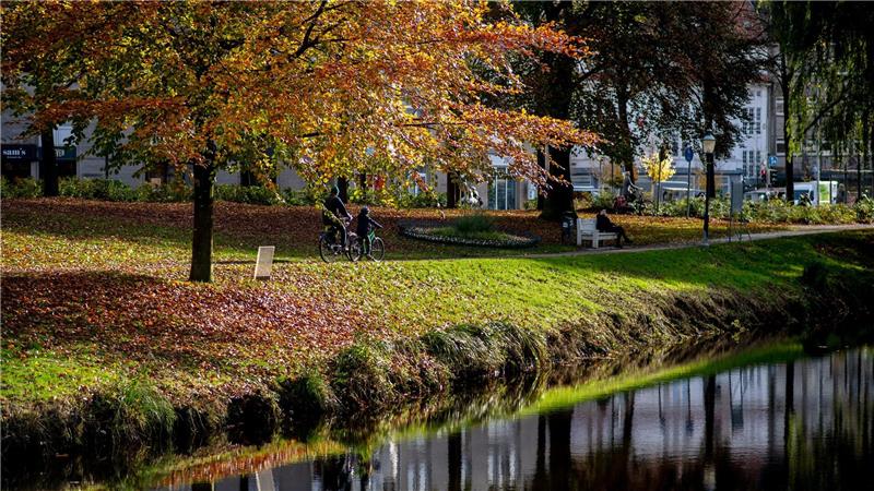 Die Baumschutzsatzung in Oldenburg bleibt bestehen - das ist das Ergebnis eines Bürgerentscheids. (Symbolbild)  