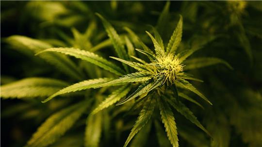 Die Beamten entdeckten mehr als 35 Kilogramm Cannabis. (Symbolbild)