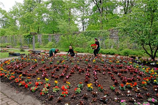 Die Bepflanzung im äußeren Pfalzgarten wurde gerade erst erneuert. Dort soll vor allem Raum für moderne Kunst entstehen. Foto: Epping