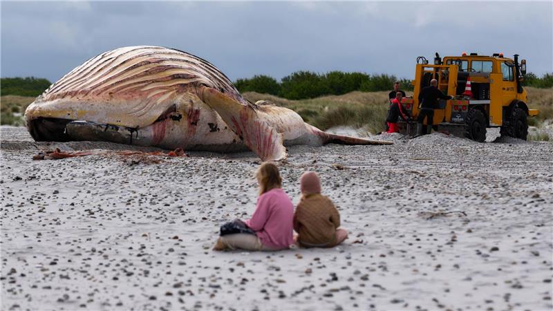 Toter Buckelwal am Strand: Bald beginnt die Spurensuche Die Bergung ist geschafft: Jetzt liegt der tote Buckelwal im Sand.