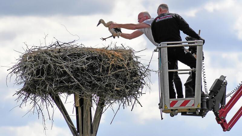 Die Beringung der Jungstörche läuft auf Hochtouren.