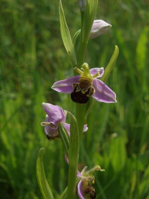 Vortrag in Schladen: Fauna und Flora des Landschaftsparks Werla Die Bienenragwurz-Orchidee wurde auf der Werla entdeckt.