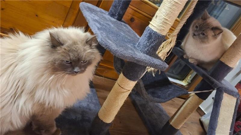 Die Birma-Kater Hubert  und Staller (r) sind inzwischen wieder im Allgäu vereint.