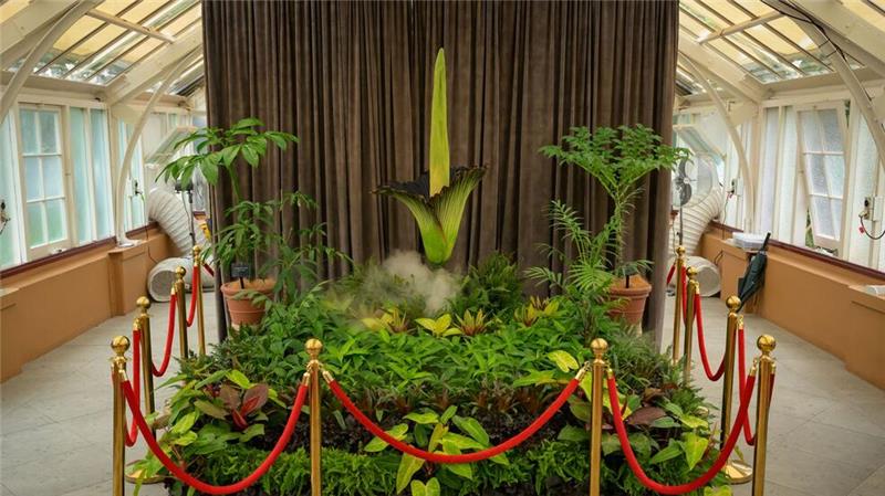 Fans feiern „Putricia“: Seltene Stinke-Blume in Sydney blüht Die Blüte der Titanwurz hat in Sydneys Botanischem Garten einen Hype entfacht.
