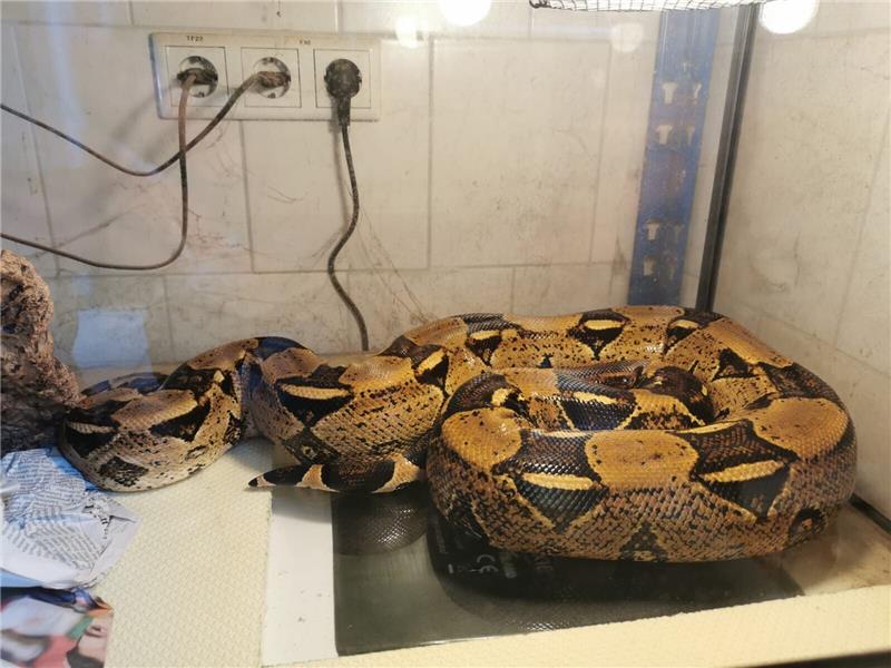Braunschweig: Boa in Einkaufstüte ausgesetzt Die Boa wird vermutlich länger im Braunschweiger Tierheim leben. Sie zu vermitteln sei schwierig, sagt Tierheimleiterin Verena Geißler. Foto: Tierschutz Braunschweig