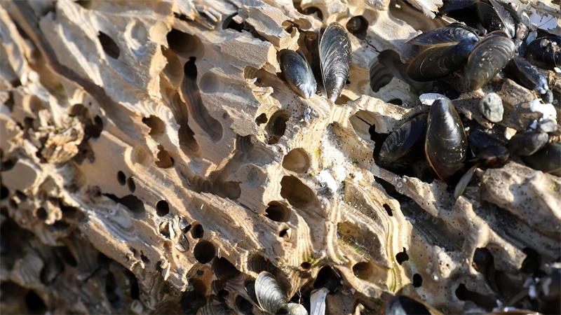 Die Bohrmuschel gilt als gefährlichster Holzschädling im Meer hierzulande. (Archivfoto)
