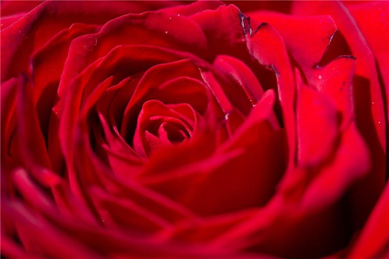 Preisaufschlag für Schnittblumen am Valentinstag Die Boten der ewigen Liebe...
