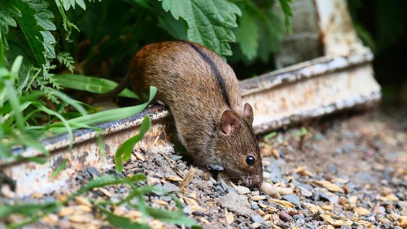 Die Brandmaus muss sich etwas überlegen, um starken Gegnern zu entkommen. (Archivbild)