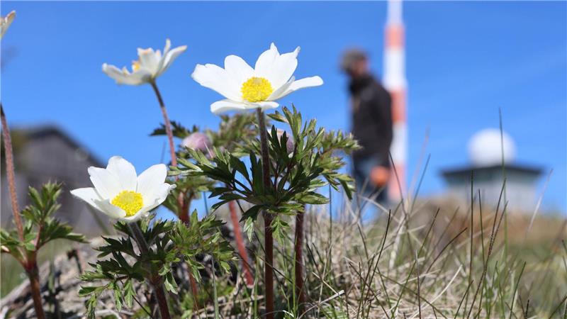 Die Brockenanemone kommt ausschließlich auf dem höchsten Berg Sachsen-Anhalts vor. 