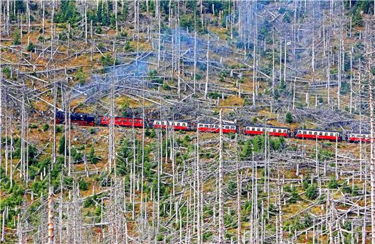 Die Brockenbahn fährt durch ein Gebiet mit abgestorbenen Fichten.  Foto: Bein