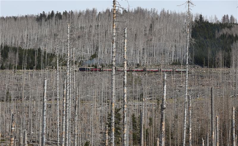 Ein altes Thema flammt wieder auf Die Brockenbahn fährt zwischen Hunderten abgestorbener Fichten. Foto: Matthias Bein