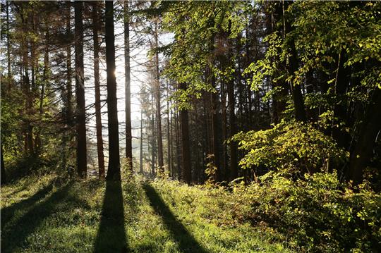 Die Bürgerinnen und Bürger von Goslar haben demnächst die Möglichkeit, eine Baumpatenschaft zu übernehmen und so aktiv dazu beizutragen, dass der Stadtwald erhalten bleibt. Symbolfoto: picture alliance/dpa/dpa-Zentralbild | Matthias Bein