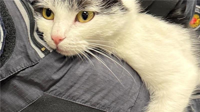 Die Bundespolizei hat eine Katze in einem Zug eingefangen.