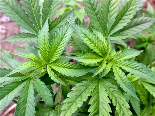 Die Bundesregierung plant, den Cannabis-Konsum in Deutschland zu legalisieren.