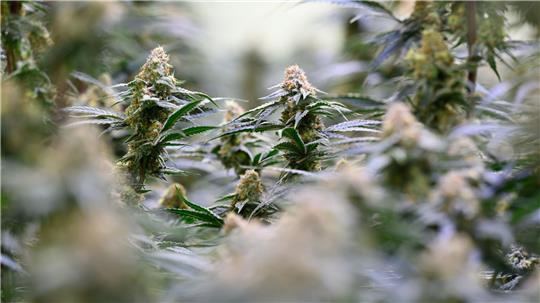 Die Bundesregierung will dem Missbrauch von medizinischem Cannabis entgegenwirken. 