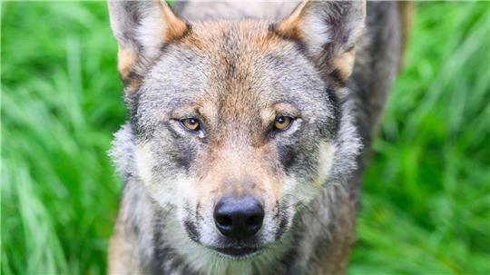 Die Bundesregierung will den Wolf ins Jagdrecht aufnehmen. (Symbolbild)