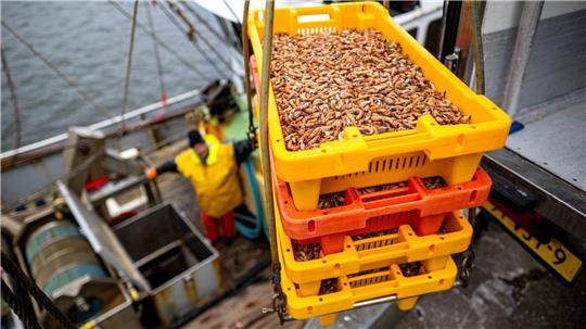 Die Bundesregierung will mit einer Art Abwrackprogramm die Zahl der Krabbenkutter senken. (Archivbild) 
