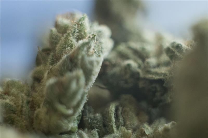 Kritik an Erhöhung der Cannabis-Grenzwerte im Verkehr Die Cannabis-Debatte geht auch nach der Legalisierung weiter.