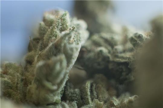 Die Cannabis-Debatte geht auch nach der Legalisierung weiter.