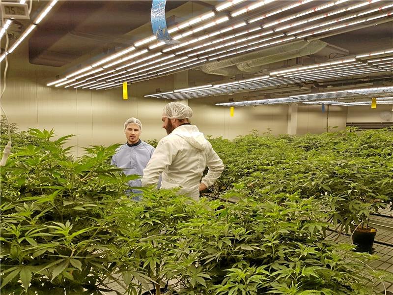 Die Cannabis-Pflanzen werden automatisch gedüngt und gewässert – und mit dezenter Musik beschallt.  Fotos: Privat