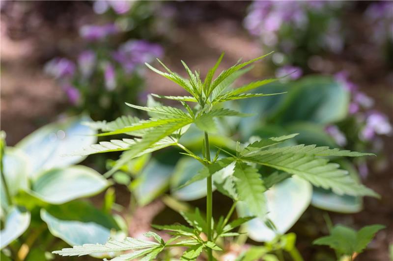 Cannabispflanzen wachsen auf Spielplatz Die Cannabispflanze ist auf Spielplätzen ein ungebetener Gast.
