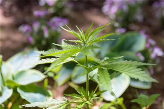 Die Cannabispflanze ist auf Spielplätzen ein ungebetener Gast.