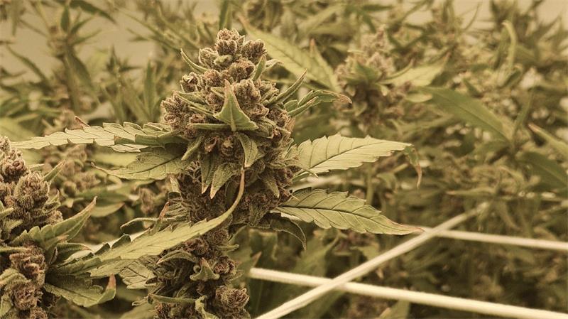 Die Blüte einer Cannabispflanze.