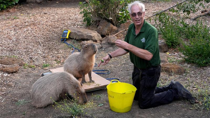 Die Capybaras Kiwi (l) und Gizmo werden von einem Pfleger während der jährlichen Wiegeaktion im ZSL London Zoo auf die Waage gestellt. 