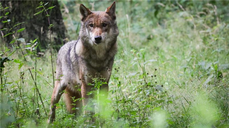 Die Debatte um die Bejagung des Wolfs geht weiter. Tirol will einen regulären Abschuss.