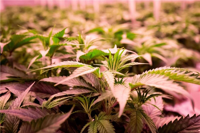 Jugendrichter warnt bei Cannabis vor Angstmacherei Die Debatte um die Legalisierung von Cannabis geht weiter.