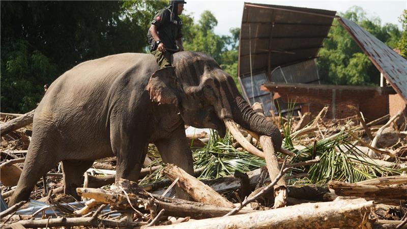 Die Dickhäuter sind eine wertvolle Hilfe bei den Aufräumarbeiten auf Sumatra - aber die nächsten Regenfälle werden schon erwartet.