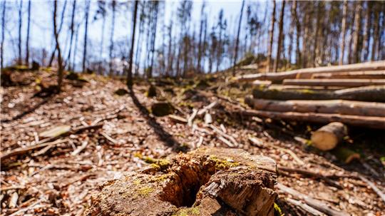 Die EU-Entwaldungsverordnung wird nach Druck auf der Wirtschaft abgeschwächt. (Symbolbild) 