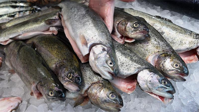 Die EU-Kommission will den Fischfang reformieren (Archivbild)