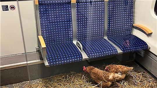 „Die Eier sind 1. Klasse“, schrieb die Deutsche Bahn auf Instagram zu den zurückgelassenen Hühnern.