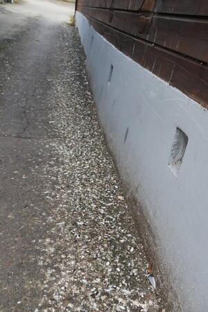 Rund 60 Tauben verlassen Goslarer Hausdach nicht mehr Die Einfahrt voller Taubendreck beweist, wie lange die Tiere schon auf dem Dach ausharren.