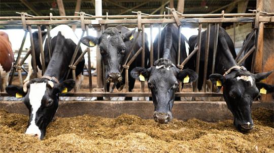 Die Einsparungen im Bundeshaushalt sollen auch das Agrarressort treffen. (Symbolbild)