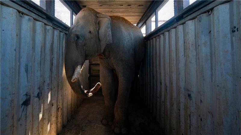 700 Wildtiere ziehen wegen Gewalt in Mexiko um Die Elefanten sind die Lieblinge des Reservats.