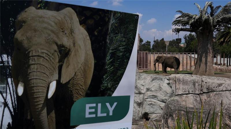Mexikos Justiz schützt „traurigste Elefantin der Welt“ Die Elefantin Ely soll in Zukunft ein besseres Leben führen - wenn auch weiterhin im Zoo. (Archivbild)