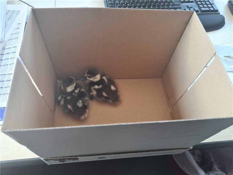 A7: Autobahnpolizei rettet Nilgans-Küken von Fahrbahn Die Eltern des Geschwisterpaars überlebten den Spaziergang auf der A7 nicht. Foto: PI Göttingen