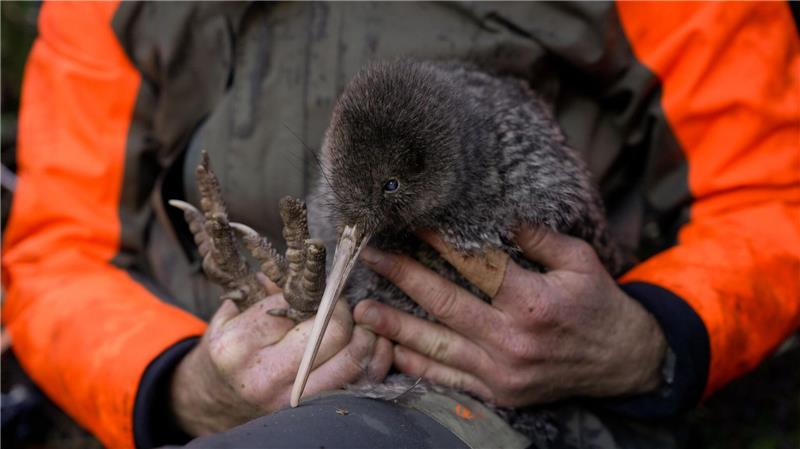Seltener Kiwi-Vogel auf Neuseelands Festland wiederentdeckt Die Entdeckung des Kiwi wird von Experten als Wunder gefeiert.