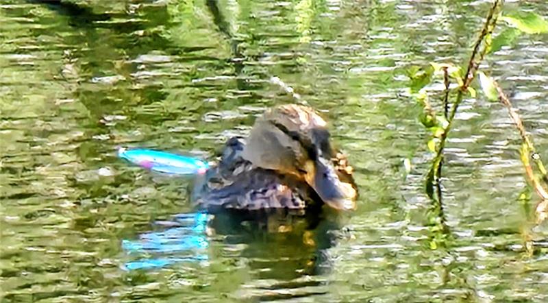 Ente in Not: Feuerwehr rettet Tier an den Eckertaler Teichen Die Ente hängt verheddert in der Angelschnur. Foto: Privat
