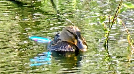 Die Ente hängt verheddert in der Angelschnur. Foto: Privat