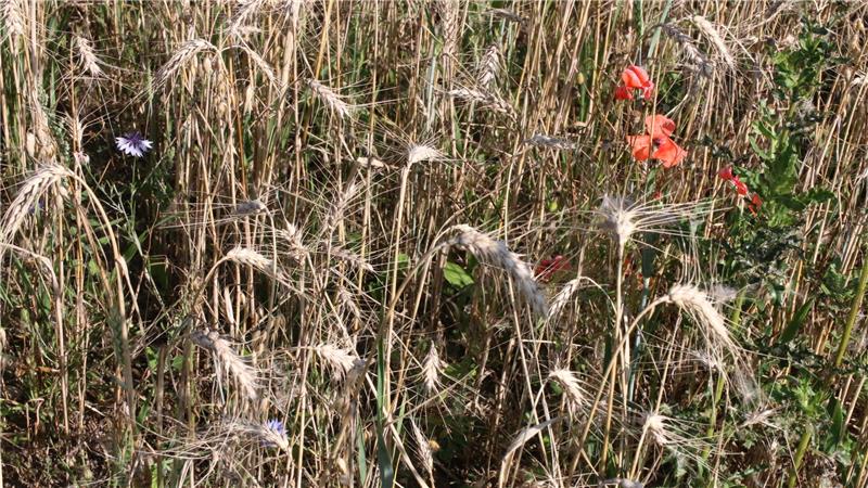 Die Entwicklung und Vermehrung der Wildkräuter wird in dem Förderprogramm erfasst.