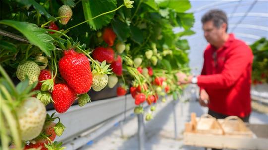 Die Erdbeerernte im geschützten Anbau hat in Niedersachsen schon vor einigen Tagen begonnen. 