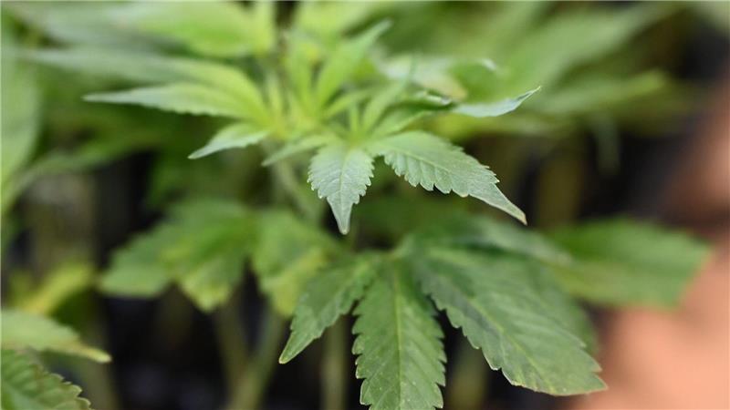 Die Ermittler entdeckten Marihuana. (Symbolbild)