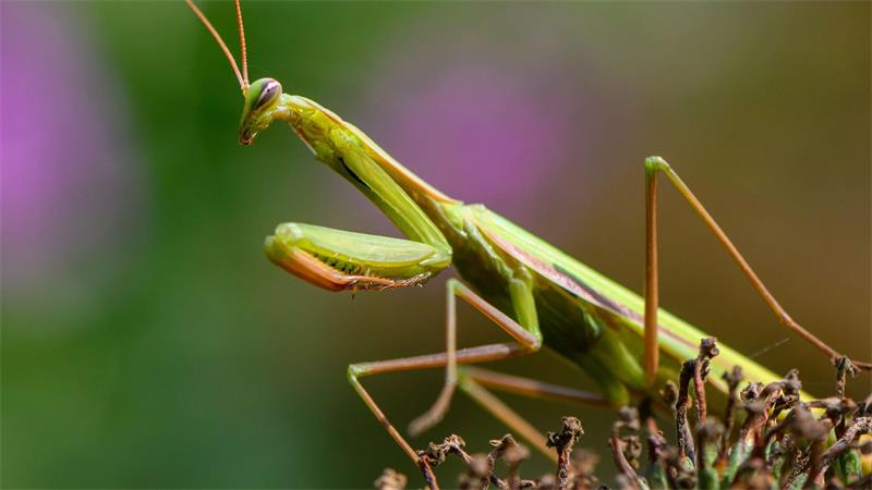 Sie frisst Männchen - Gottesanbeterin im Norden unterwegs Die Europäische Gottesanbeterin (Mantis religiosa) ist eine gut getarnte Jägerin. (Archivbild)