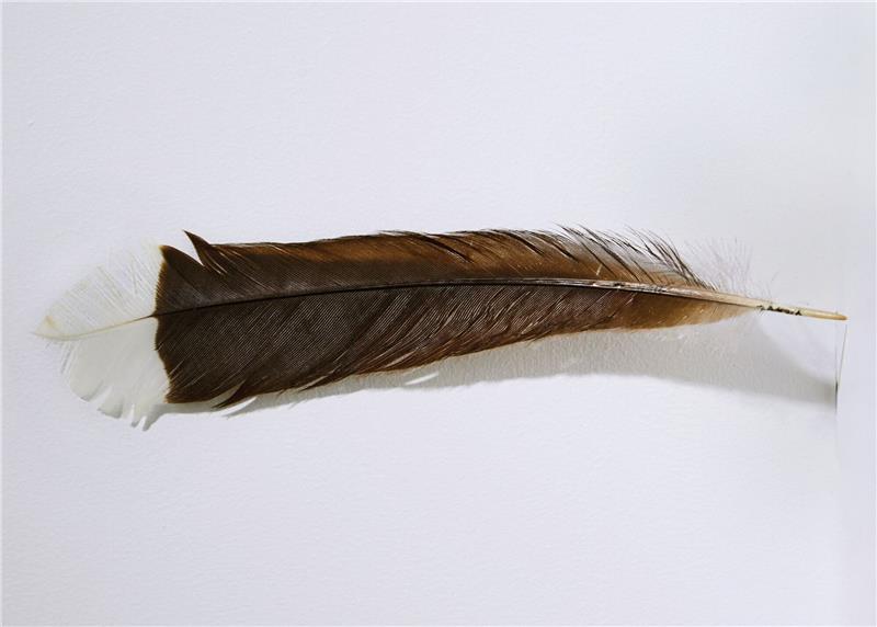 Seltene Vogelfeder zu Rekordpreis versteigert Die Feder des ausgestorbenen Huia-Vogels hat bei einer Auktion in Neuseeland einen Rekordpreis erzielt.