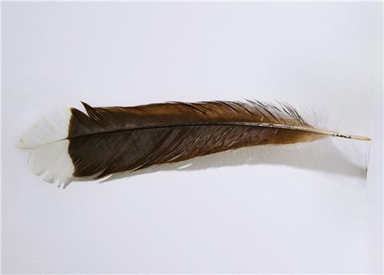 Die Feder des ausgestorbenen Huia-Vogels hat bei einer Auktion in Neuseeland einen Rekordpreis erzielt.