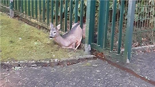 Die Feuerwehr befreite das Rehkitz. 