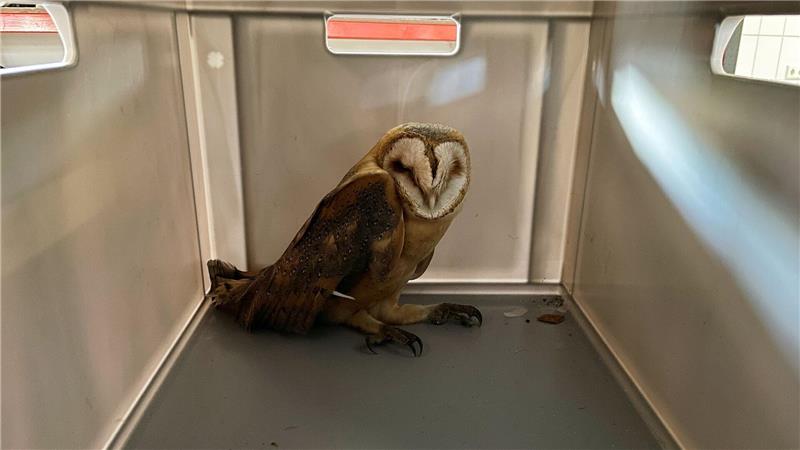 Feuerwehr rettet Schleiereule aus Schornsteinrohr Die Feuerwehr hat eine Schleiereule aus einem Schornsteinrohr in Osterholz-Scharmbeck gerettet. (Handout)